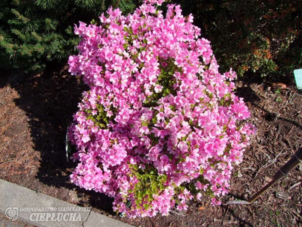 Азалия японская Фридолайн